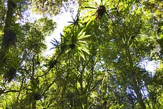Tropical Rainforest Madagascar