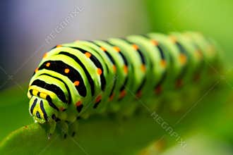 Green caterpillar