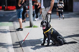 Midsection of young blind man with guide dog waiting at zebra crossing in city.