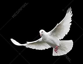White Dove in Flight 6