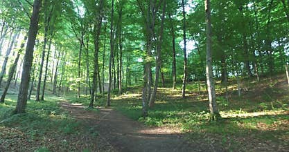 Walking through the park in the morning, sunlight passes through the canopy.