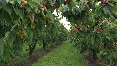 Italian cherry tree