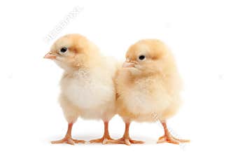 Two baby chicks isolated on white