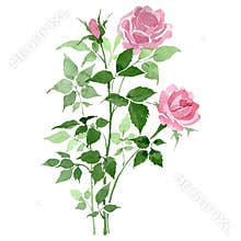 Bush of pink roses floral botanical flowers. Watercolor background set. Isolated rose illustration element.