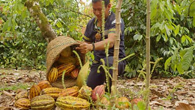 Indigenous Worker Carrying A Basket Harvesting Cocoa Fruits