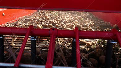 Close-up, potato tubers move on special machine tape ,a special tractor digs up potatoes and pours it into the back of a