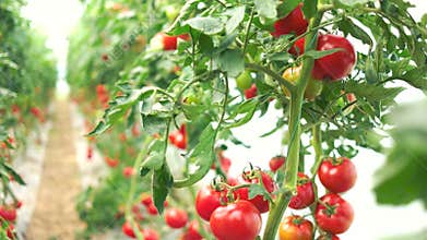Rows of tomato plants with ripe tomatoes.