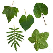Green leaves from trees and shrubs