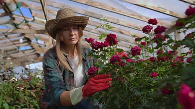 A young woman florist takes care of roses in a greenhouse, sitting in gloves, examining and touching flower buds with