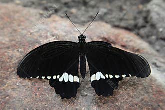 Closeup shot of a butterfly with black wings and white stripes at the bottom of the wings