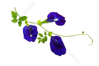 Close up Butterfly blue pea flowers on white background