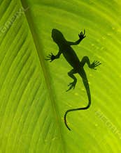 Lizard silhouette