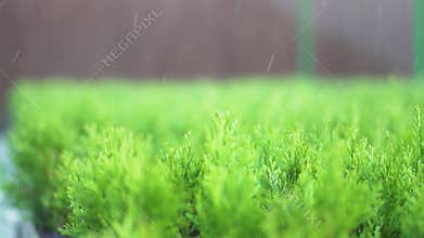 Small plants used to resume the production of oxygen in nature. Watering coniferous seedlings in a small business