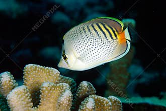 Spot-banded butterflyfish