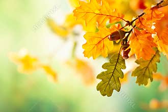 Autumn yellow leaves  of oak tree in autumn park. Fall background with leaves.