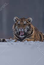 Siberian Tiger running. Beautiful, dynamic and powerful photo of this majestic animal. Set in environment typical for this amazing