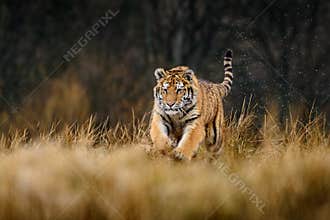 Siberian Tiger running. Beautiful, dynamic and powerful photo of this majestic animal. Set in environment typical for this amazing