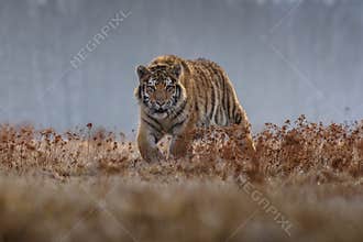 Siberian Tiger running. Beautiful, dynamic and powerful photo of this majestic animal. Set in environment typical for this amazing