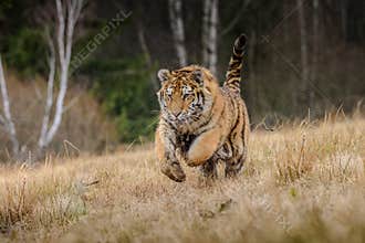 Siberian Tiger running. Beautiful, dynamic and powerful photo of this majestic animal. Set in environment typical for this amazing