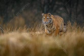 Siberian Tiger running. Beautiful, dynamic and powerful photo of this majestic animal. Set in environment typical for this amazing