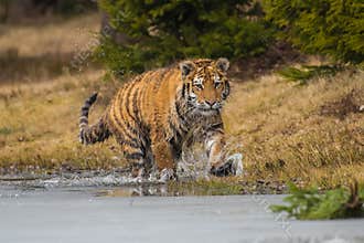 Siberian Tiger running. Beautiful, dynamic and powerful photo of this majestic animal. Set in environment typical for this amazing
