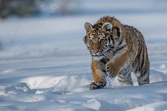 Siberian Tiger running. Beautiful, dynamic and powerful photo of this majestic animal. Set in environment typical for this amazing