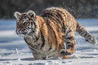 Siberian Tiger running. Beautiful, dynamic and powerful photo of this majestic animal. Set in environment typical for this amazing