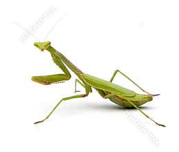 Praying Mantis