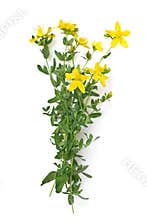 St Johns wort isolated