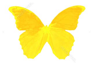 Delightful butterfly