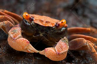 Orange carnaval crab