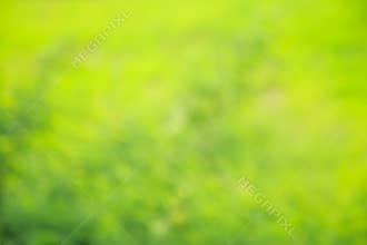 Abstract blurred green background, Plants trees leaf and grass field