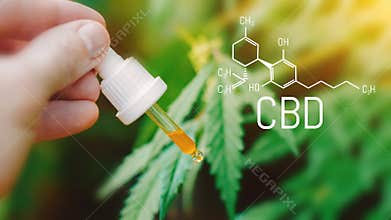 Concept of using CBD oil for Pets, cats, dogs, Cannabidiol Chemical formula, Beautiful background of green hemp with dropper CBD