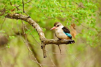Brown-hooded Kingfisher (Halcyon albiventris) in South Africa