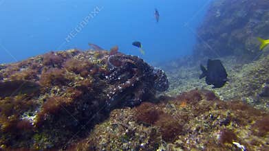 Octopus defending.Colourful annoyed octopi marine life. Dramatic colour camouflage