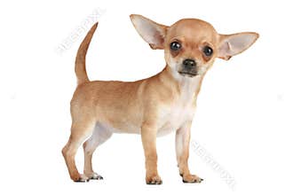 Puppy Chihuahua