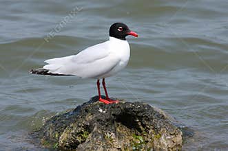 Mediterranean gull (ichthyaetus melanocephalus)
