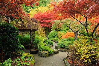 Autumn japanese garden