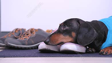 Cute dachshund alone at home waiting for owners