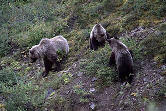 Denali Grizzlies in the fall