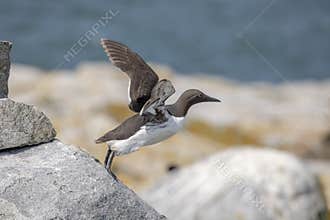 Common Murre on Machias Seal Island