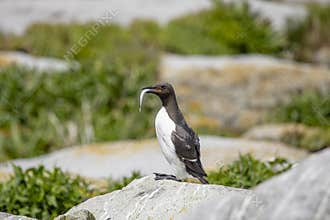 Common Murre on Machias Seal Island