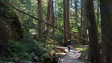 Trail of Cedars at Glacier National Park Montana