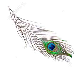 Peacock plume on white close-up