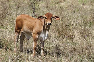 Beef cattle australia