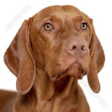 Beautiful young male magyar vizsla dog studio portrait. Vizsla pointer dog face close up against white background.