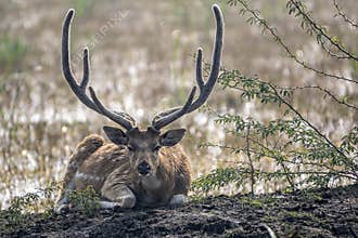 Swamp Deer in Bharatpur, Rajasthan, India