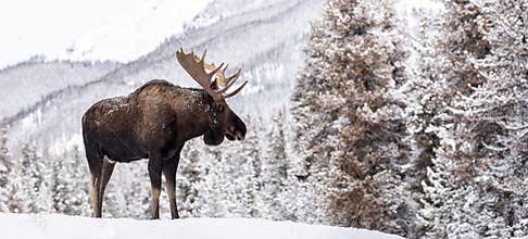 Moose in Snow in Jasper Canada