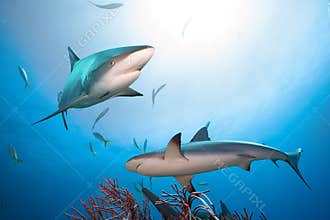 Caribbean reef sharks.
