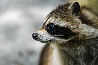 Raccoon face cute animal curiosity,  alertness